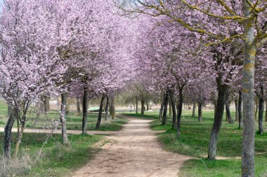 Pembe çiçekli meyve ağaçları patikalarla görülür..