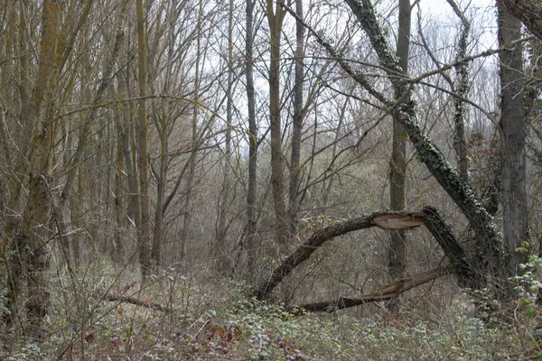 Borovicový Les Krajina Slunečný Den — Stock fotografie