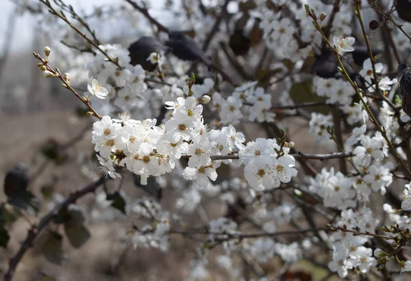 Zweige Mit Weißen Blüten Eines Blühenden Baumes — Stockfoto