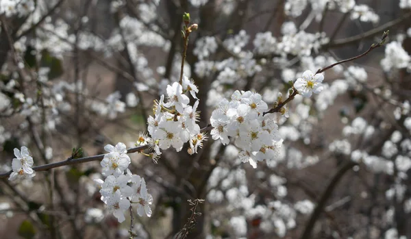 Гілки Білими Квітами Квітучого Дерева — стокове фото