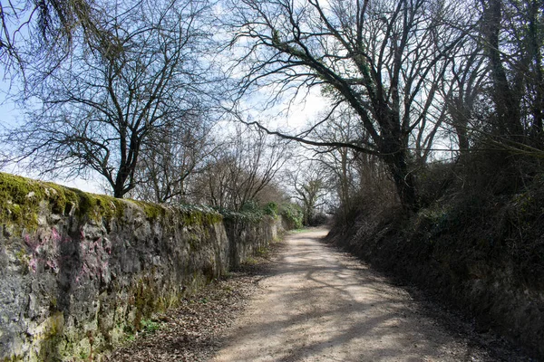 Camino Por Bosques Campos — Foto de Stock