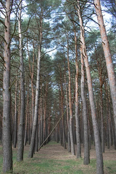 Çam ormanları güneşli bir gün.