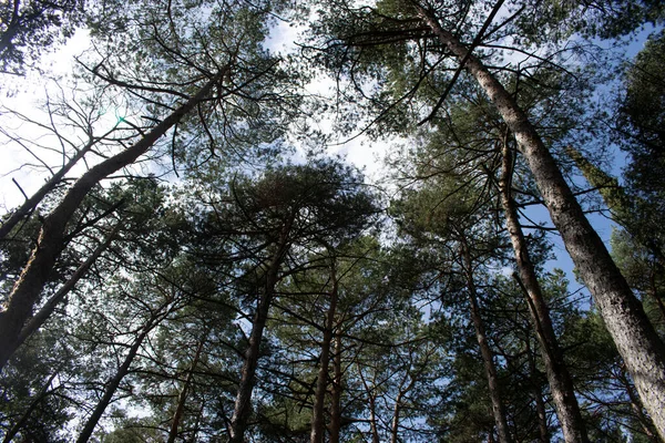 松树森林景观阳光明媚 — 图库照片