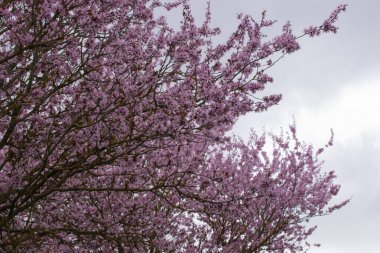 Baharda pembe çiçekli ağaçlar.