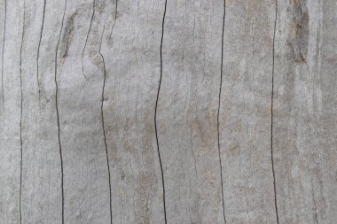 Eski ahşap ağaç gövdesi..