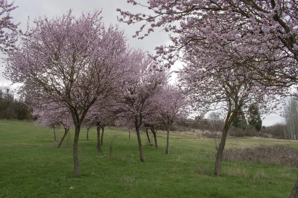 Alberi Con Fiori Rosa Primavera — Foto Stock