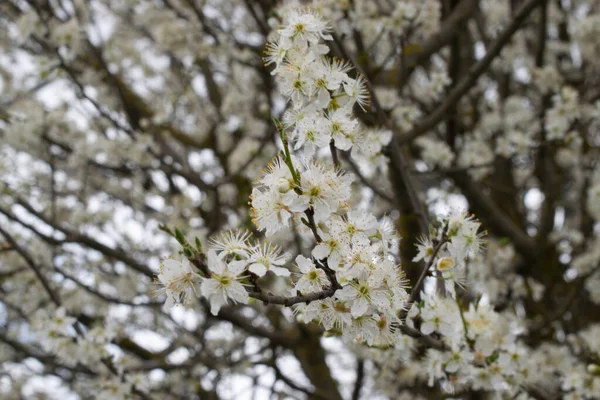 Фон Білих Квітучих Гілок Плодового Дерева — стокове фото
