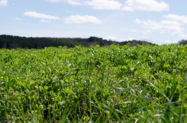 Çayırda filizlenme manzarası.