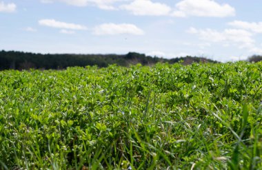 Çayırda filizlenme manzarası.