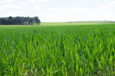 Çayırda filizlenme manzarası.