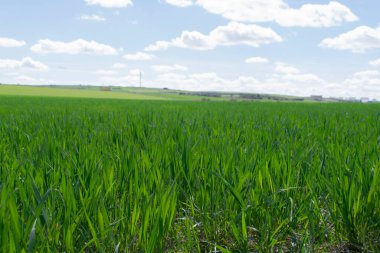 Çayırda filizlenme manzarası.