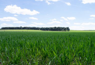 Çayırda filizlenme manzarası.