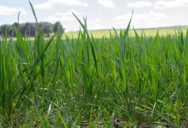 Çayırda filizlenme manzarası.