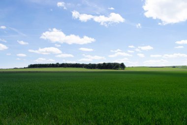 Baharda yeşil tarım arazilerinin manzarası.