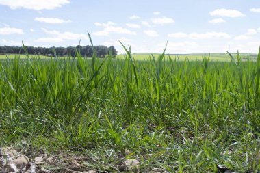 Çayırda filizlenme manzarası.