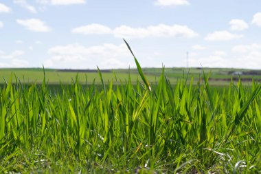 Çayırda filizlenme manzarası.