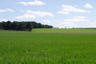 Baharda yeşil tarım arazilerinin manzarası.