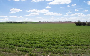 Baharda yeşil tarım arazilerinin manzarası.