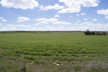 Baharda yeşil tarım arazilerinin manzarası.