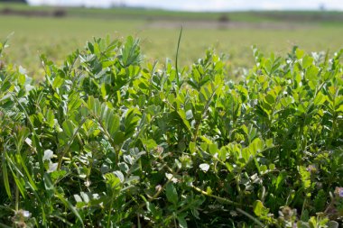 Çayırda filizlenme manzarası.