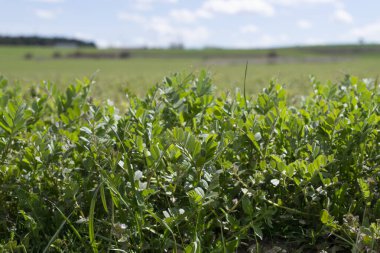 Çayırda filizlenme manzarası.