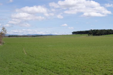 Baharda yeşil tarım arazilerinin manzarası.