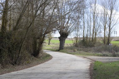 Ormanda yol manzaraları.