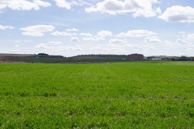 Baharda yeşil tarım arazilerinin manzarası.