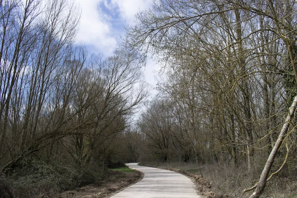 Paesaggi Strada Attraverso Foresta — Foto Stock