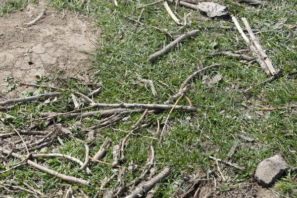 Grashintergrund Mit Schmutz Und Stöcken — Stockfoto