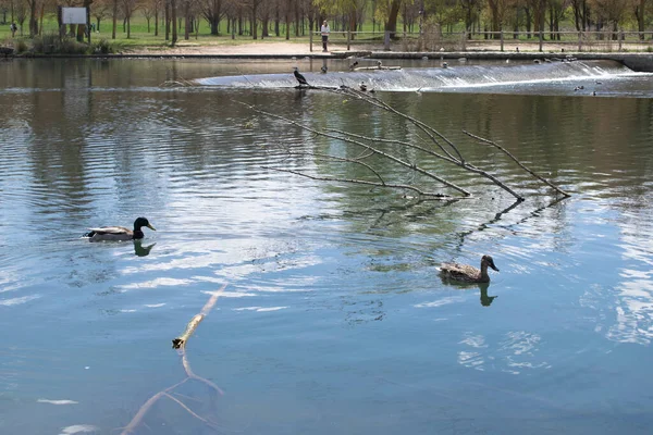 Paisagem Lago Rio Primavera — Fotografia de Stock