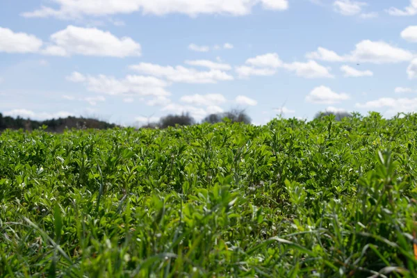 Crop Bimbó Kilátás Réten — Stock Fotó