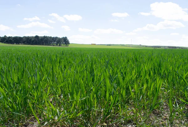 Crop Bimbó Kilátás Réten — Stock Fotó