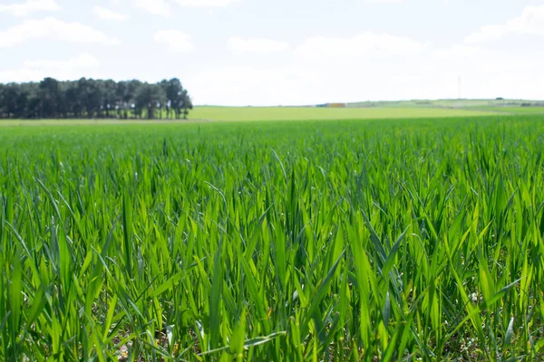 Çayırda filizlenme manzarası.
