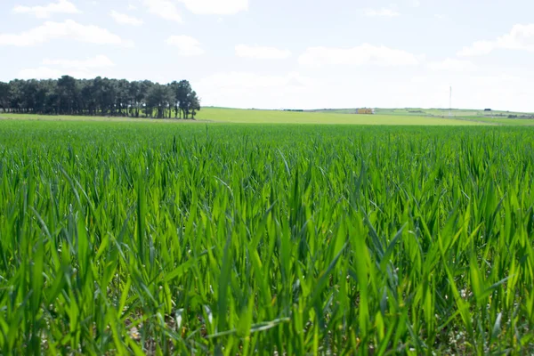 Çayırda filizlenme manzarası.