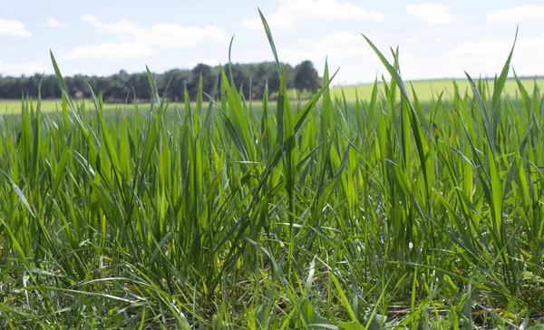 Crop Bimbó Kilátás Réten — Stock Fotó