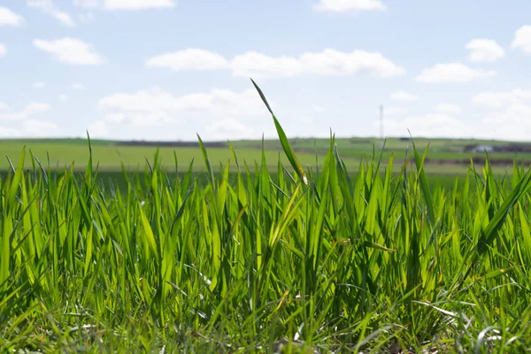 Çayırda filizlenme manzarası.