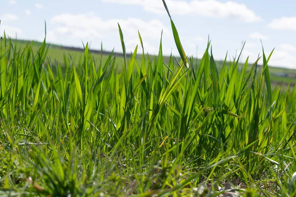 Crop Bimbó Kilátás Réten — Stock Fotó