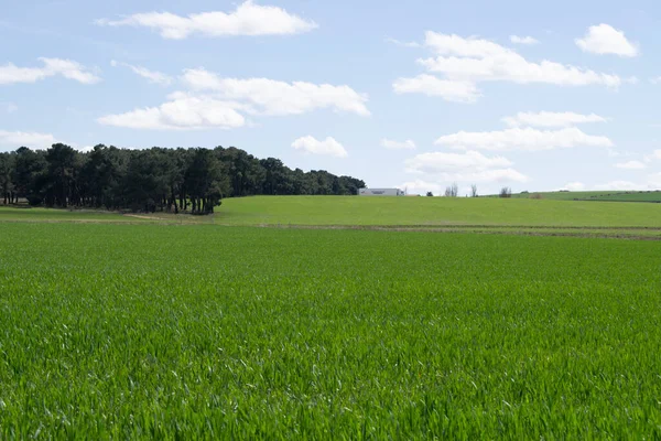 Baharda yeşil tarım arazilerinin manzarası.