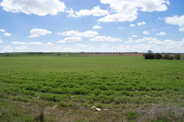 Baharda yeşil tarım arazilerinin manzarası.