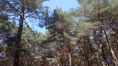 Panoramik olarak görünen kablar ve yapraklar,.