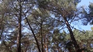 Panoramik olarak görünen kablar ve yapraklar,.