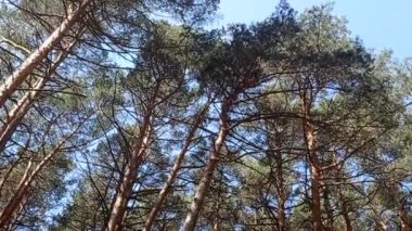 Panoramik olarak görünen kablar ve yapraklar,.