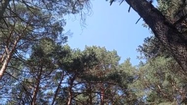 Panoramik olarak görünen kablar ve yapraklar,.