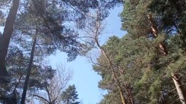 Panoramik olarak görünen kablar ve yapraklar,.