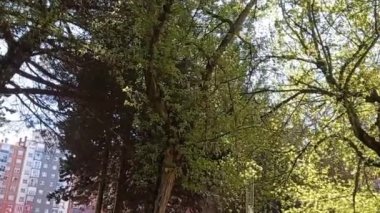 Rüzgarda hareket eden yaprakların ve yaprakların videosu..