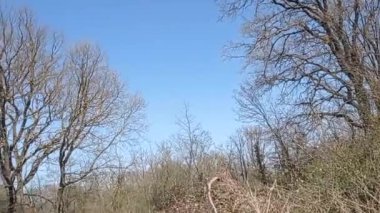 Panoramik olarak görünen kablar ve yapraklar,.