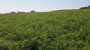 Baharda buğday tarlası manzaraları.