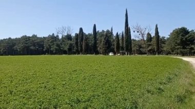 Baharda buğday tarlası manzaraları.