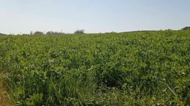 Baharda buğday tarlası manzaraları.